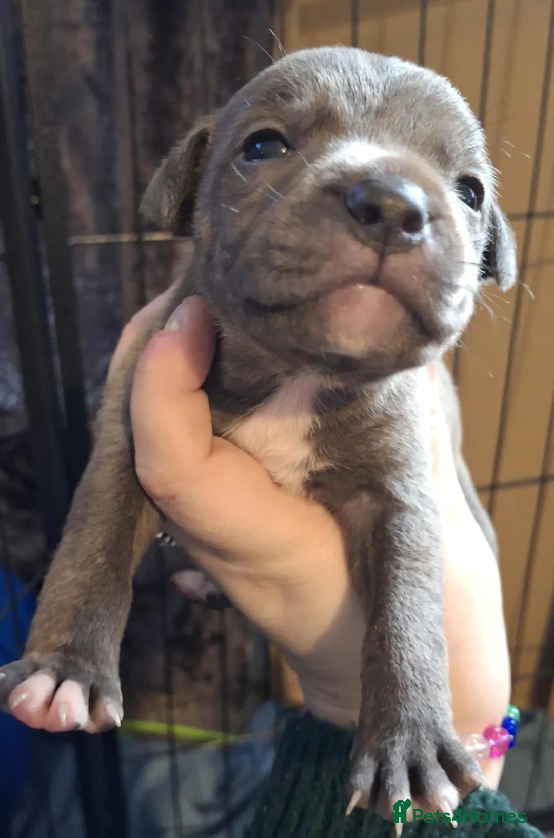 Staffordshire Bull Terrier dogs for sale: Yoda blue brindle staff  in Bridgend - Advert 2