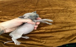 Sphynx cats for sale: Singleton male sphynx kitten  - Image 2