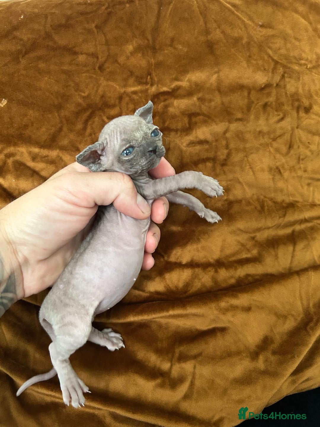 Sphynx cats for sale: Singleton male sphynx kitten  - Image 2