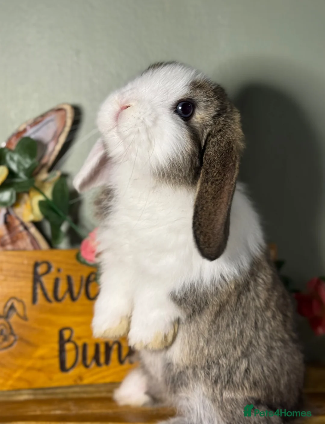 Mini Lop rabbits for sale: Gorgeous, friendly *vaccinated* pure mini lops in Swindon - Advert 2