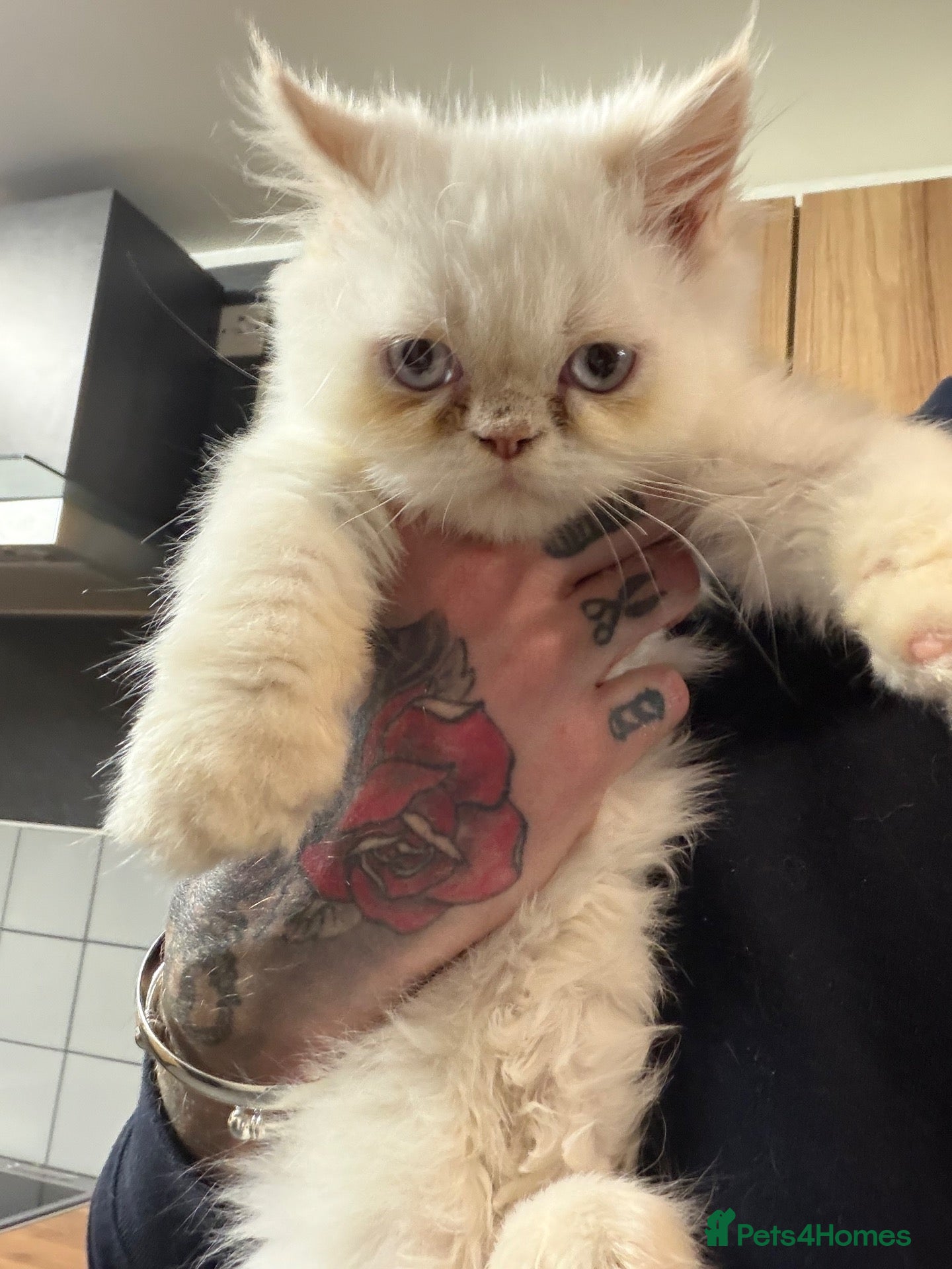 Persian cats Lovely Persian kittens 1 girl 3 boys  - Advert 4