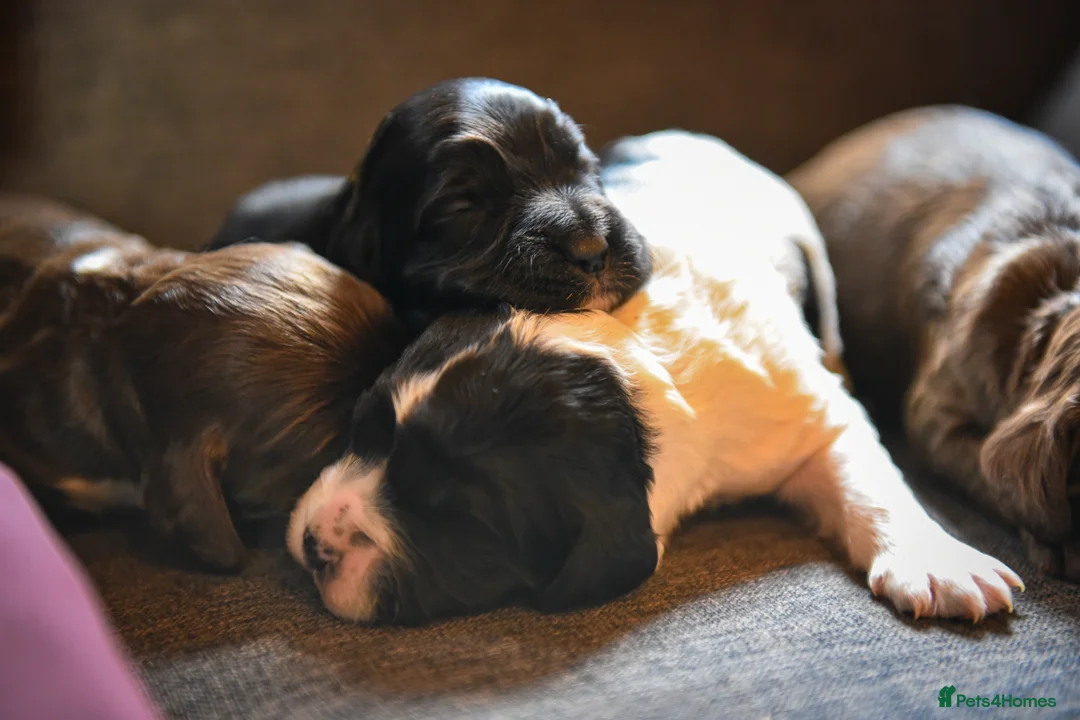 Sprocker dogs for sale: Traditional Sprockers From Health Tested Lines in Sleaford - Advert 13