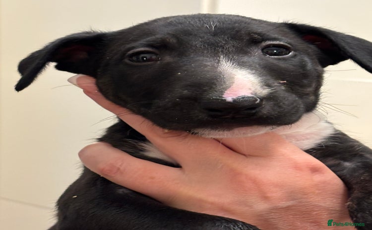 English Bull Terrier dogs - Advert 1