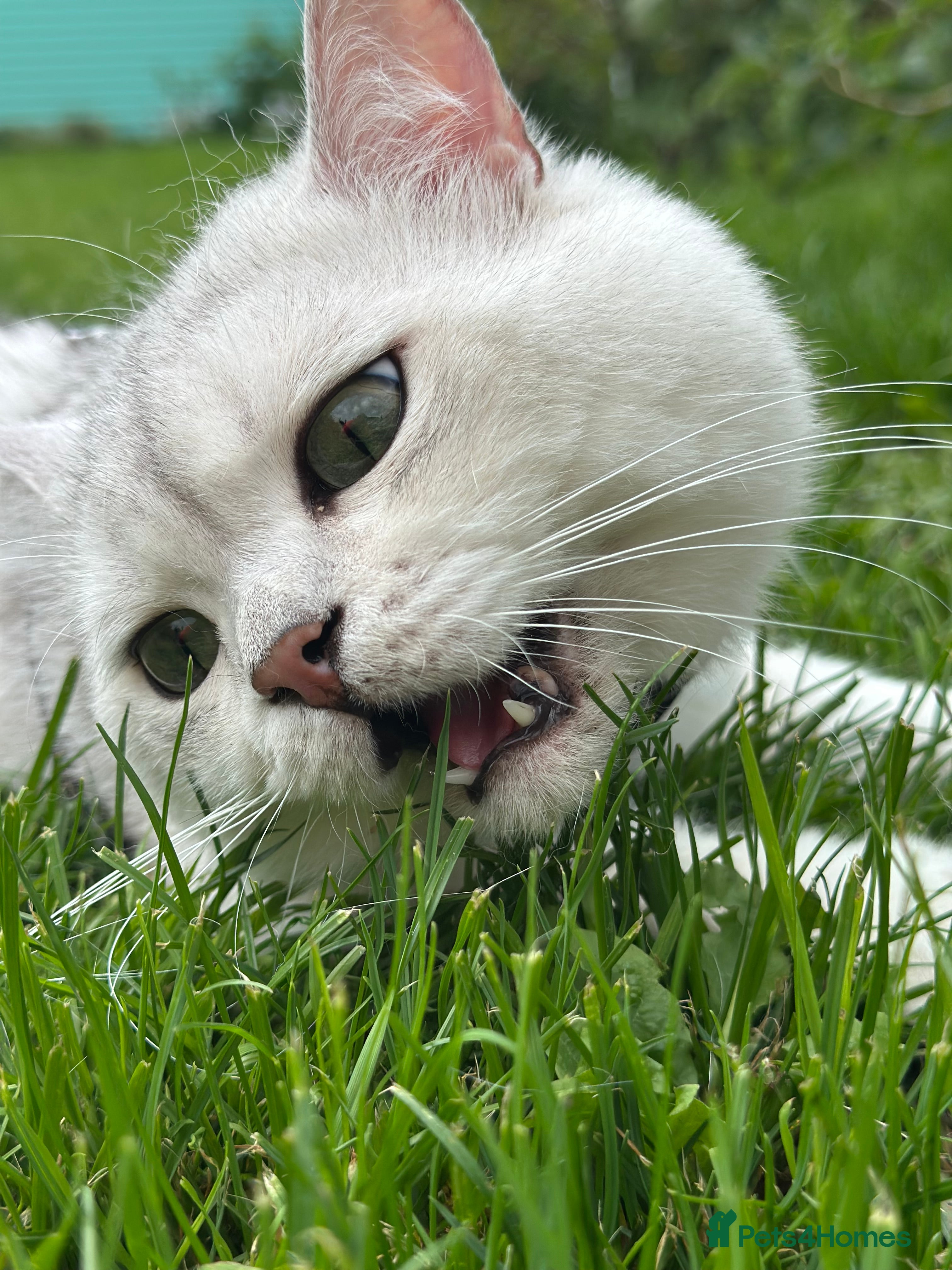 British Shorthair cats GCCF BSH (NS12) for stud  in Ipswich - Advert 1