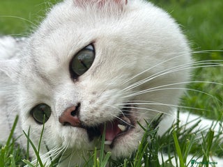 British Shorthair cats GCCF BSH (NS12) for stud in Ipswich - Advert 11