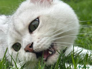 British Shorthair cats GCCF BSH (NS12) for stud in Ipswich - Advert 12