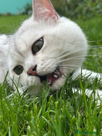 British Shorthair cats GCCF BSH (NS12) for stud in Ipswich - Advert 11