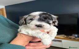 Cockapoo dogs for sale: Unique Rare Merle F1B Cockapoo Puppies - Image 6