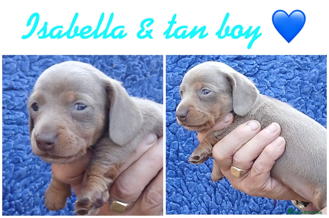 Miniature Dachshund dogs for sale: miniature dachshunds (health clear) - Image 5