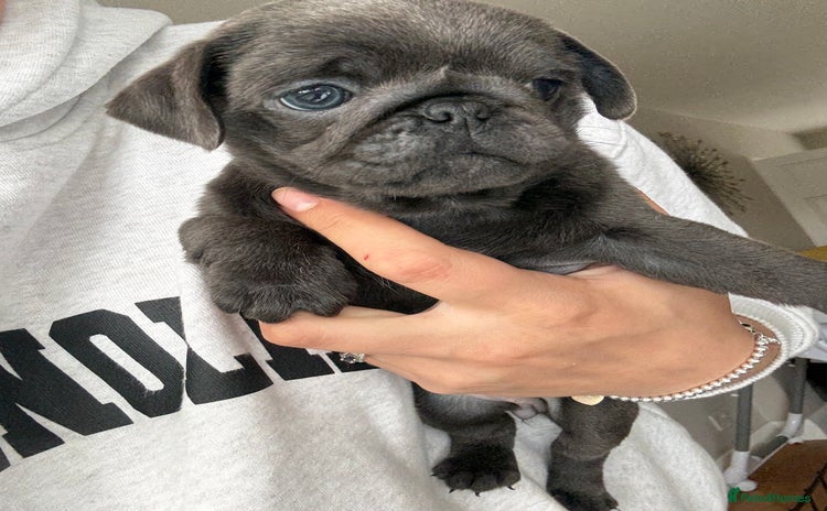 Pug dogs - Advert 12