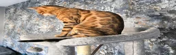Bengal cats for sale: Prince and princesses seeking human slaves - Advert 4