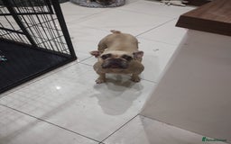 French Bulldog dogs for sale: Fully vaccinated French bulldog puppies ready now. - Image 4