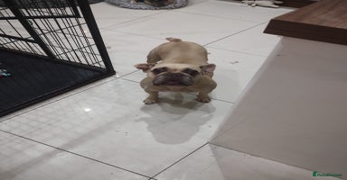 French Bulldog dogs - Advert 9
