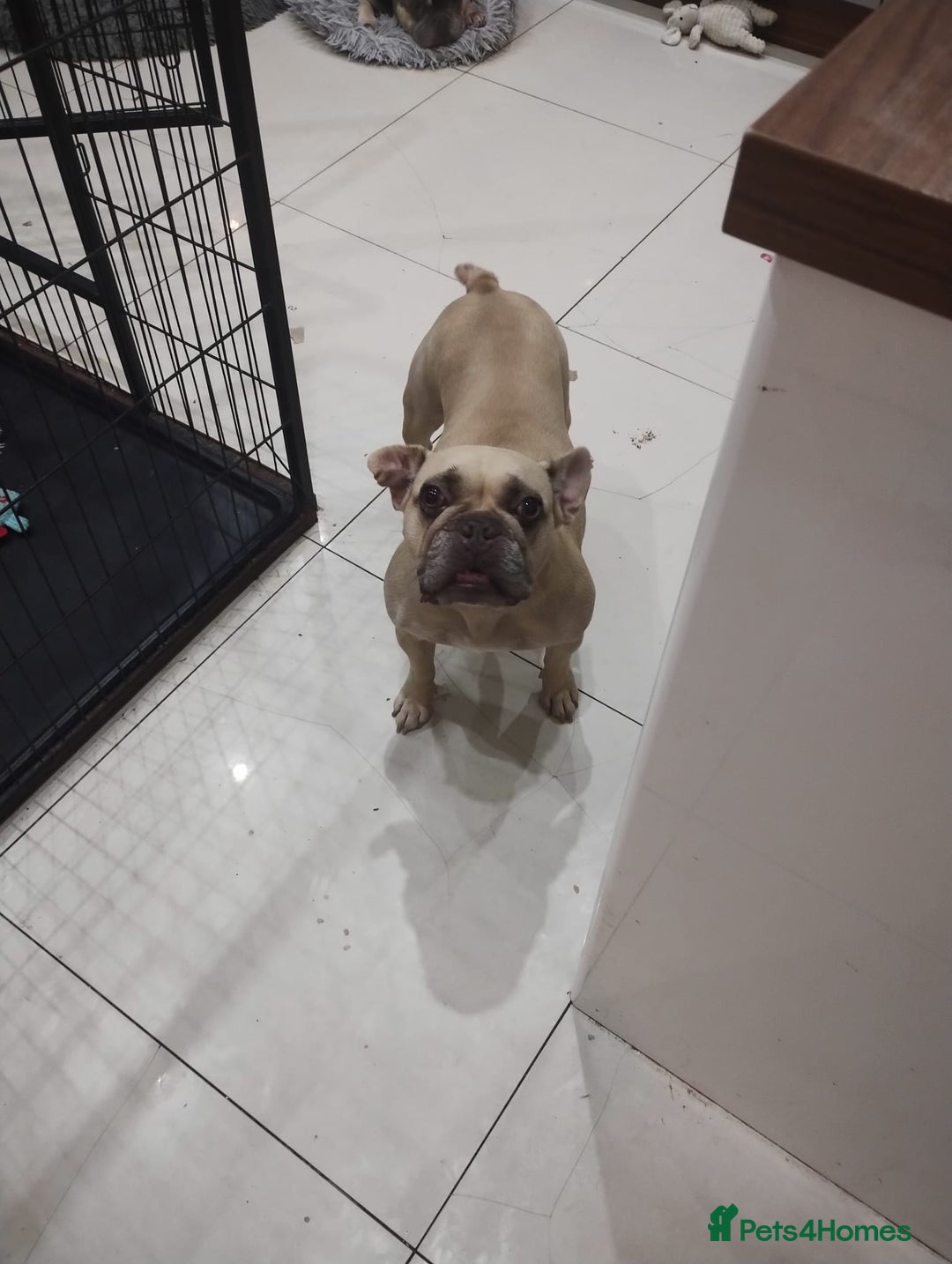 French Bulldog dogs for sale: Fully vaccinated French bulldog puppies ready now. - Image 4