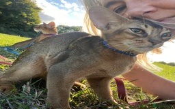Abyssinian cats for sale: Beautiful Abyssinians kittens - Image 27