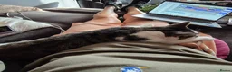 Mixed Breed cats for adoption: Young rescue tabby male looking for home in Hook - Advert 9