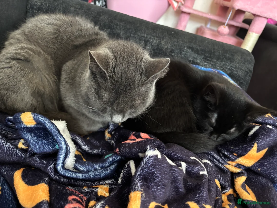 Mixed Breed cats for sale: Kitten looking for forever home - Advert 2