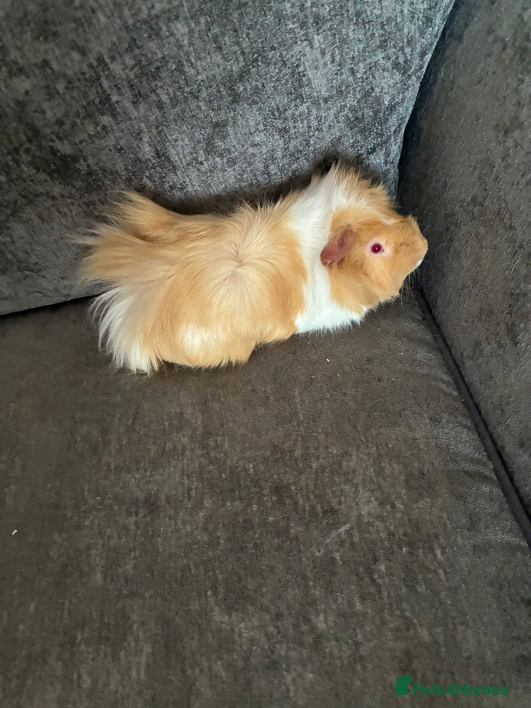 Guinea Pig rodents for sale: Male Albino Guinea pig - Advert 3