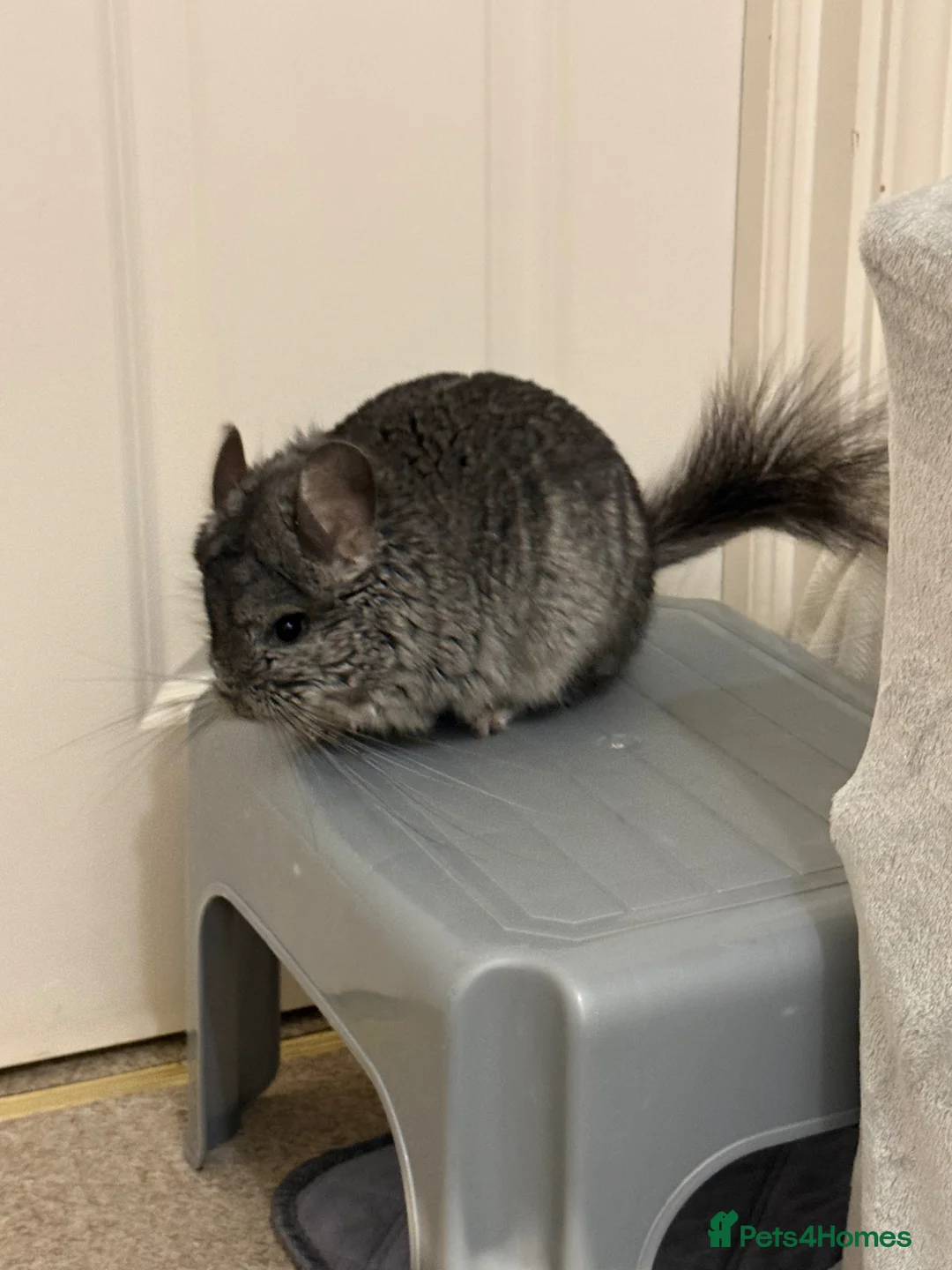 Chinchilla rodents for sale: Dark Grey (RPA) Angora Chinchilla - Advert 8