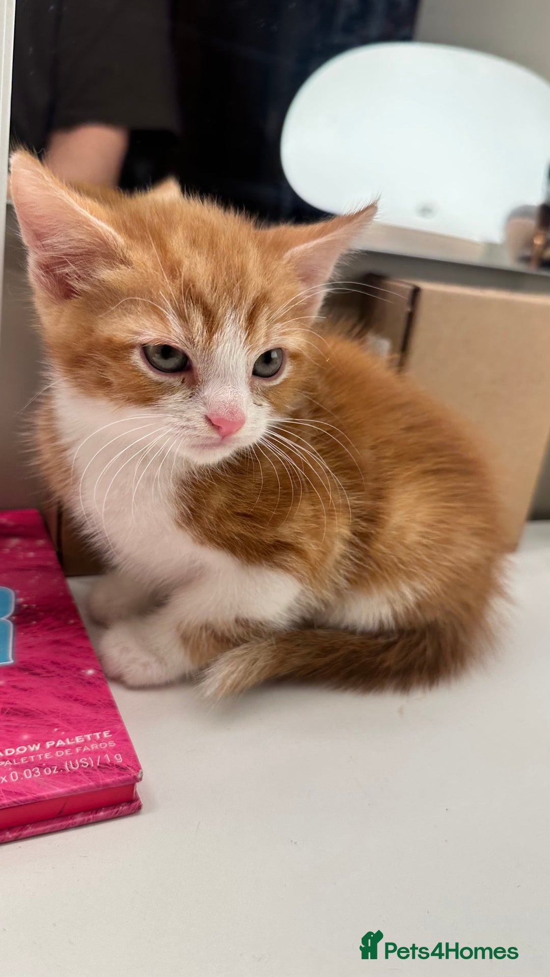 Mixed Breed cats for sale: 6 mixed breed ( shorthair and longhair) kittens - Advert 24