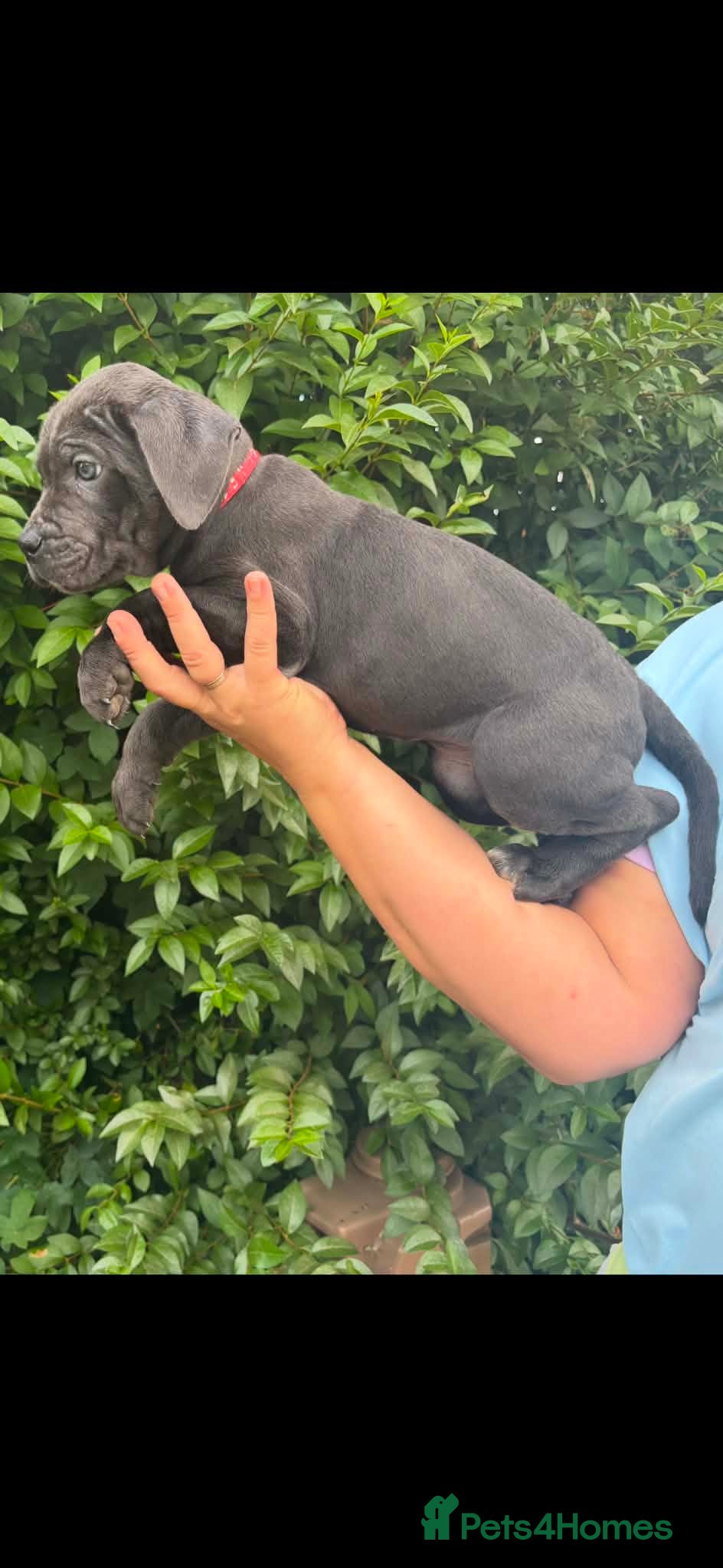Cane Corso dogs Now ready to leave!🥰 - Advert 1