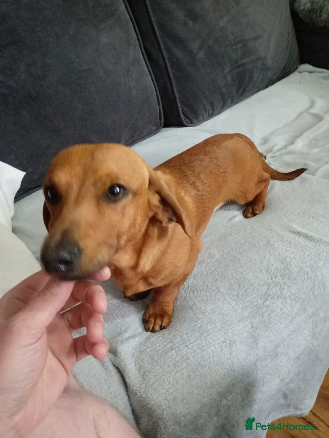 Dachshund dogs for stud: Miniature dashund stud in Wolverhampton - Advert 1