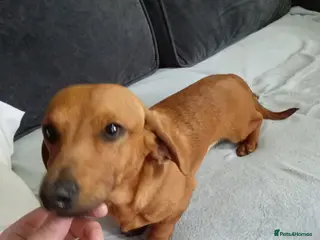 Dachshund dogs Miniature dashund stud - Advert 1