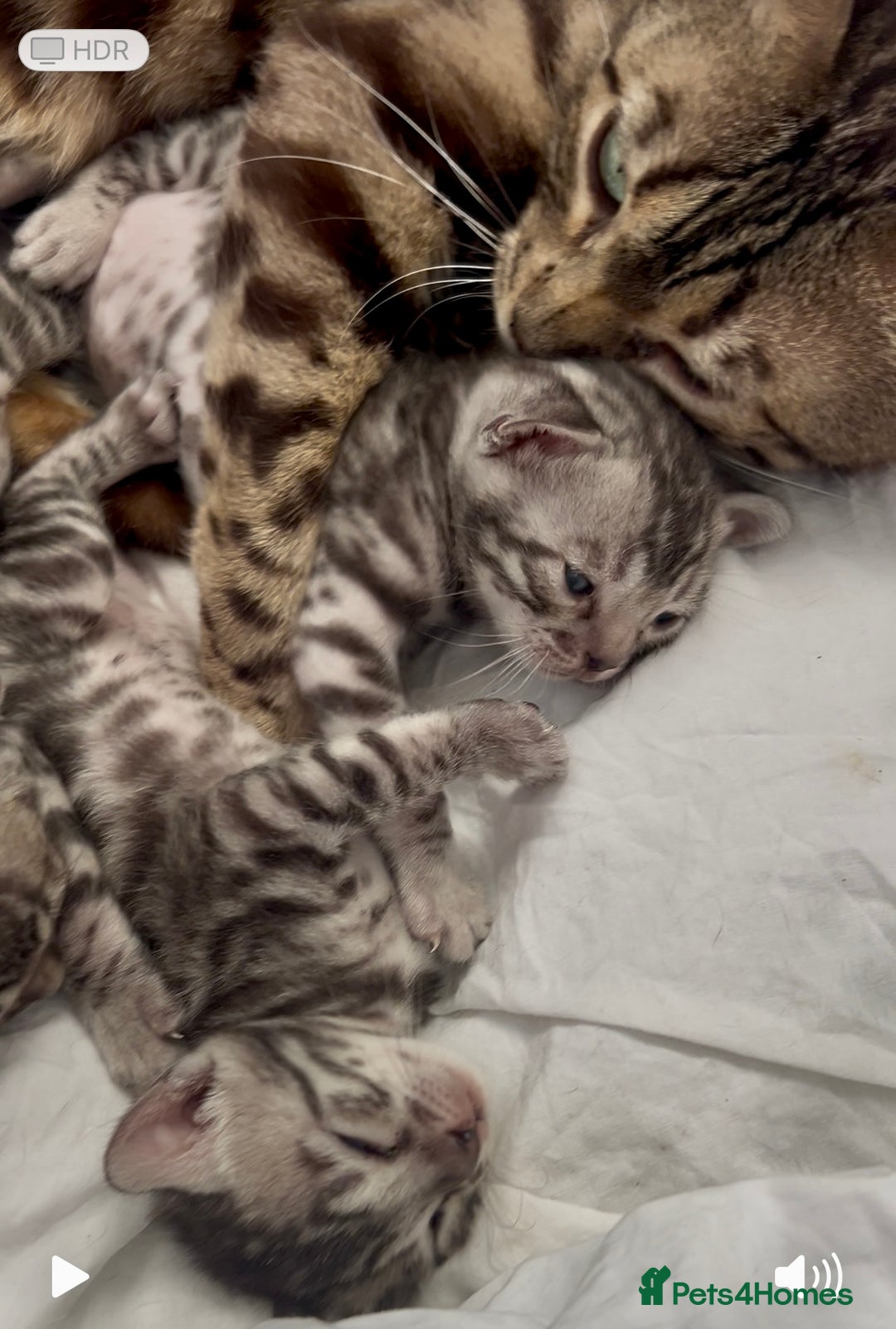 Bengal cats for sale: Exceptional Bengal Kittens- Rare Colours- TICA Reg - Image 3