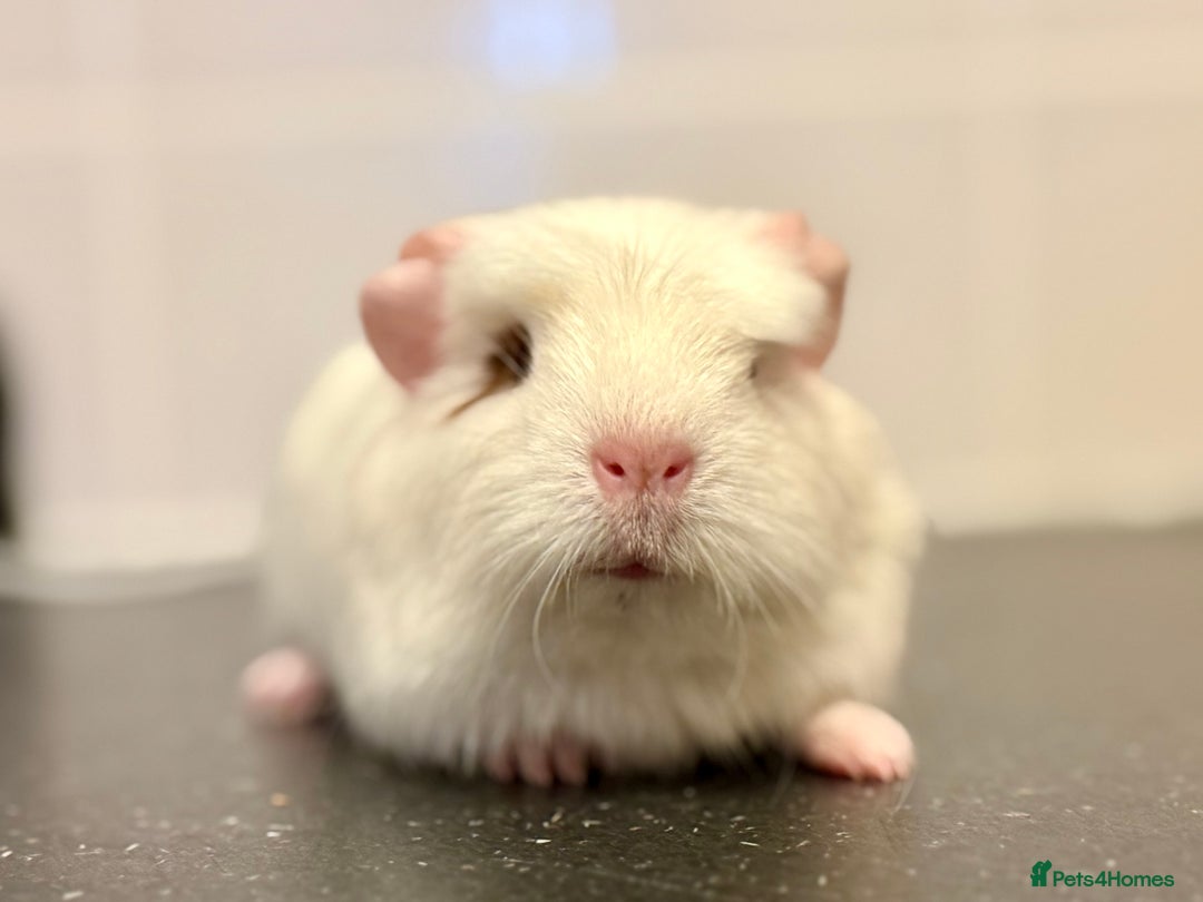 Guinea Pig rodents for sale: 2 sows 1 boar  - Image 8