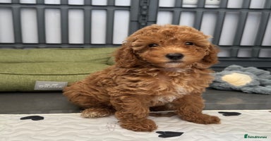 Cockapoo dogs - Advert 6