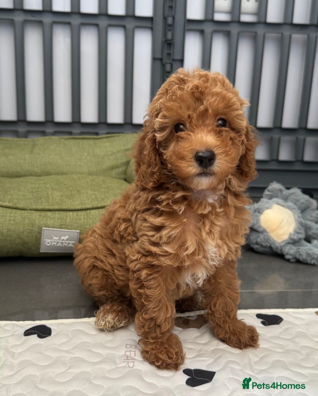 Cockapoo dogs for sale: Cockapoo puppies  - Image 6