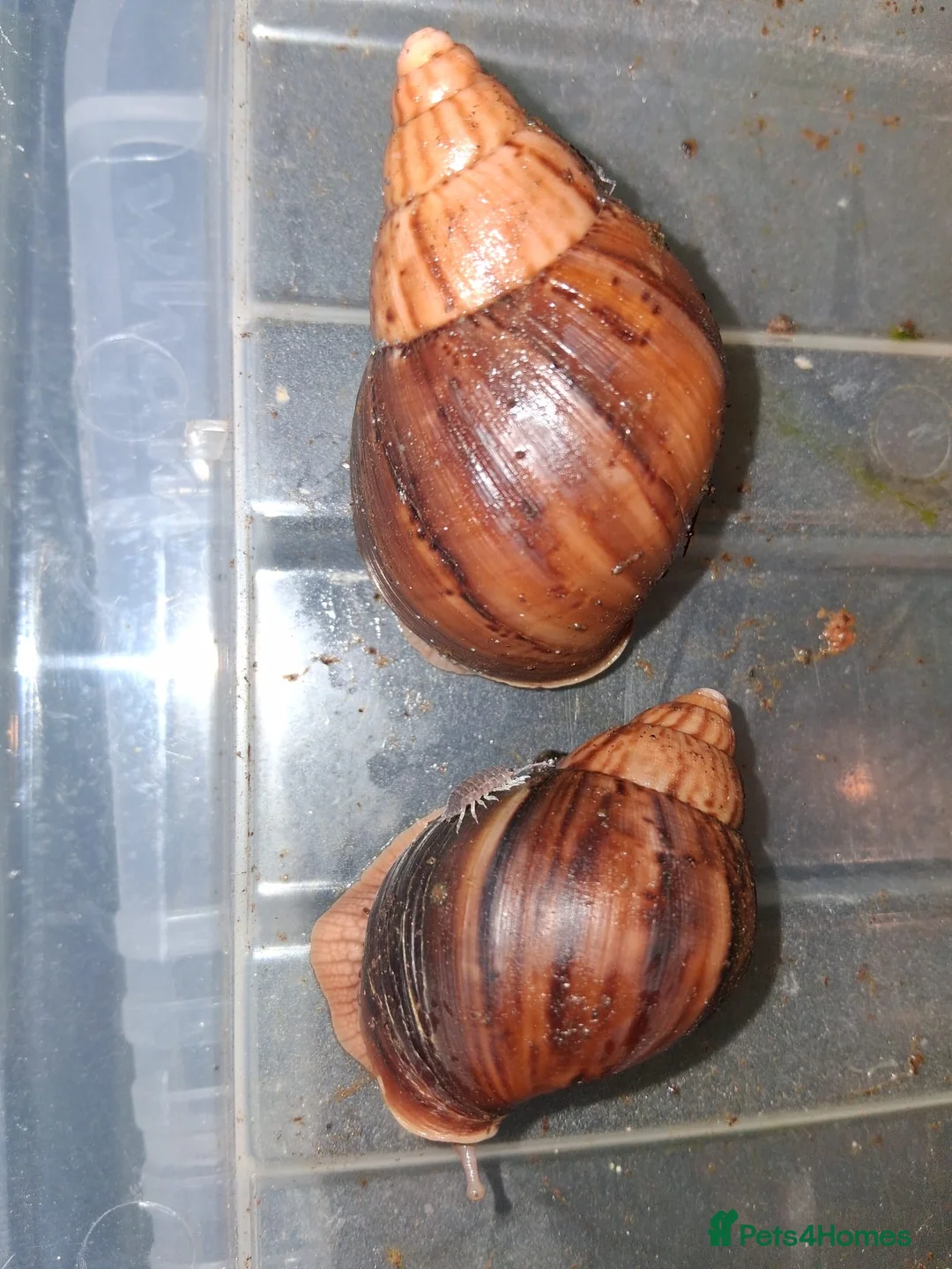 Snails invertebrates for sale: Giant African Land Snails - Advert 2