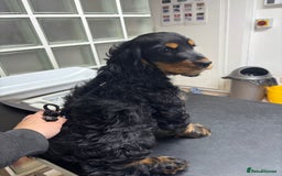 Cocker Spaniel dogs for sale: Sadly back available stunning show boy - Image 2