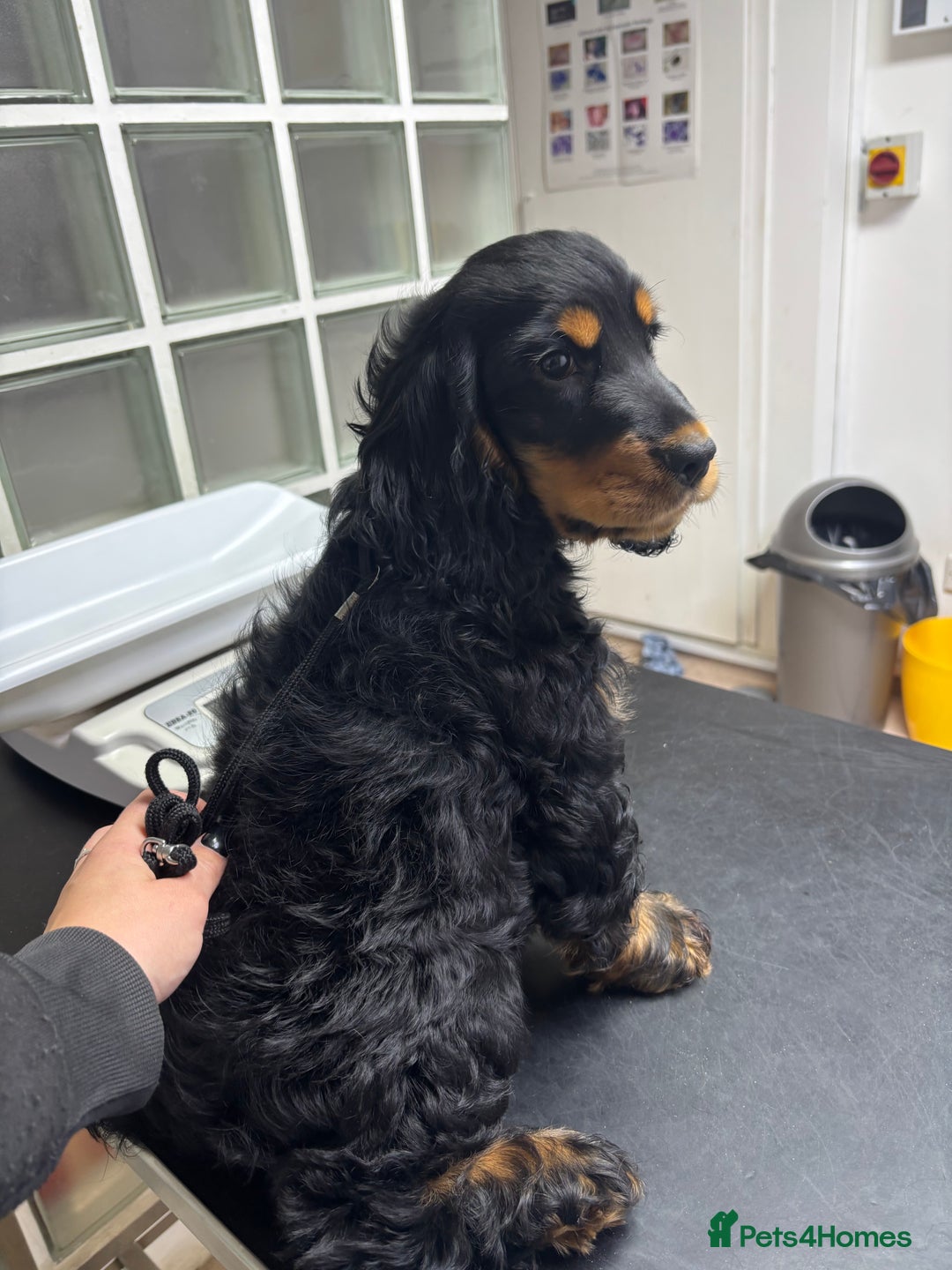 Cocker Spaniel dogs for sale: Sadly back available stunning show boy - Image 2