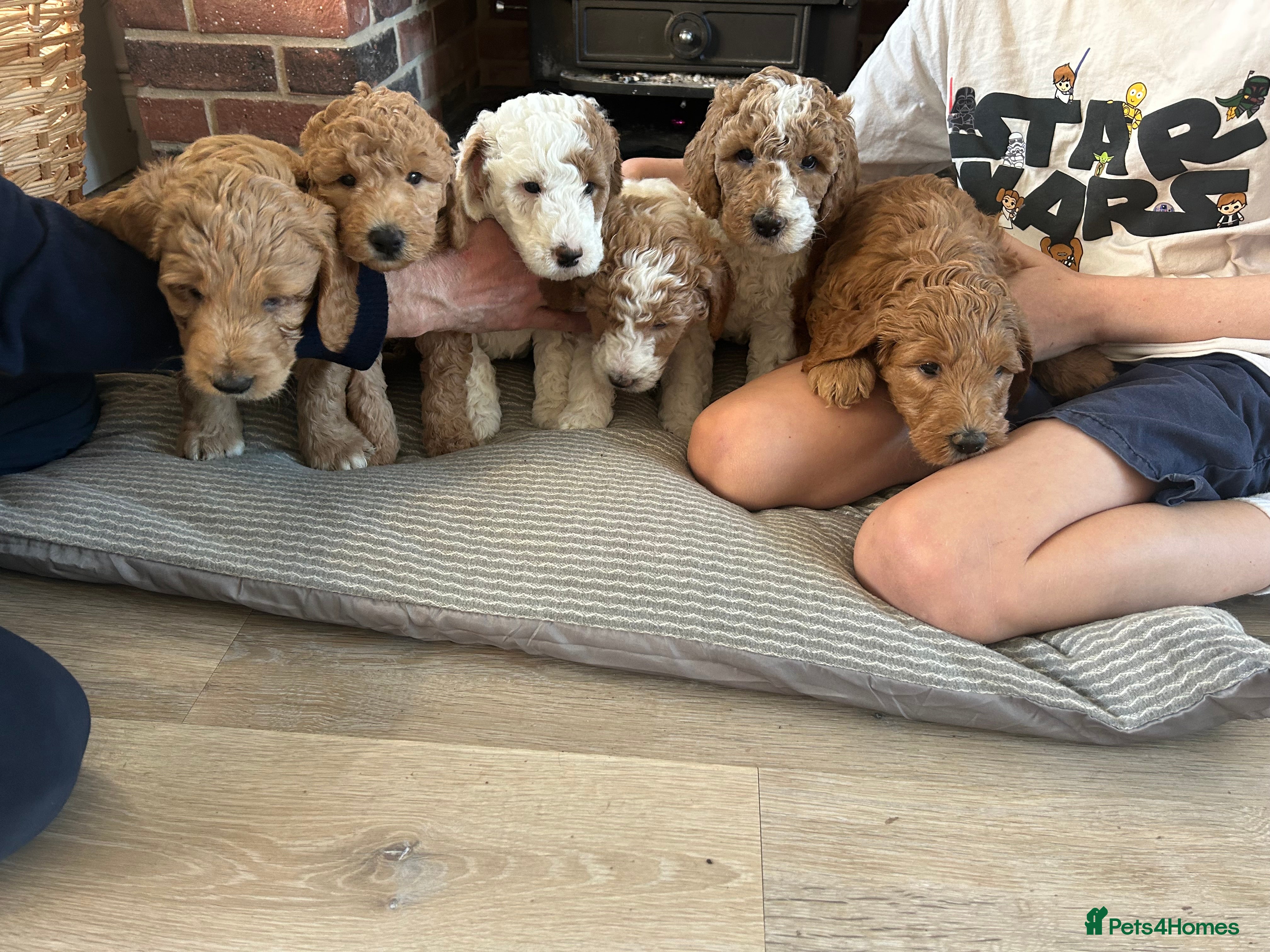 Australian Labradoodle dogs Beautiful, spoilt Australian labradoodle puppies  - Advert 2
