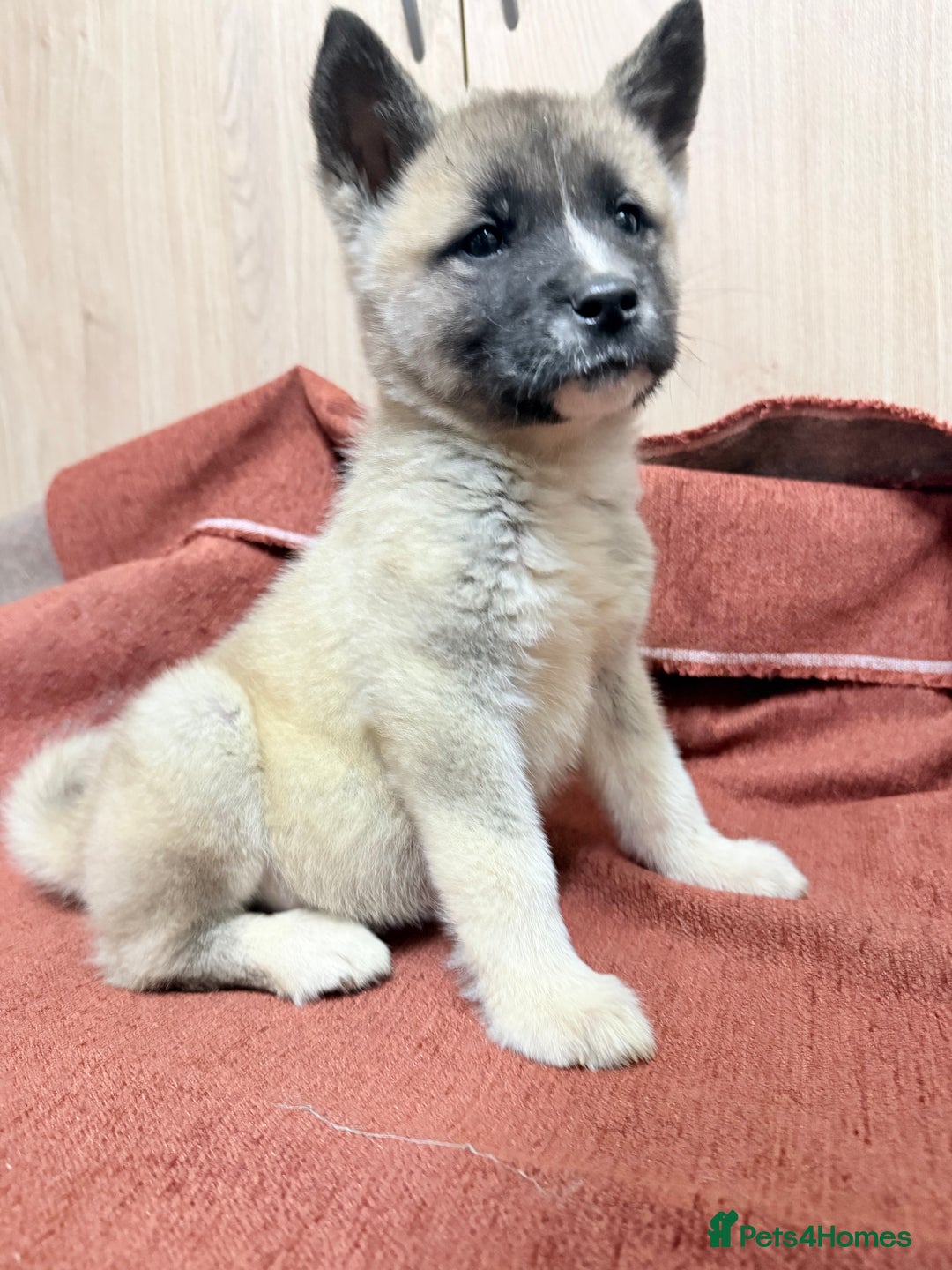 Akita dogs for sale: American Akita - Advert 21