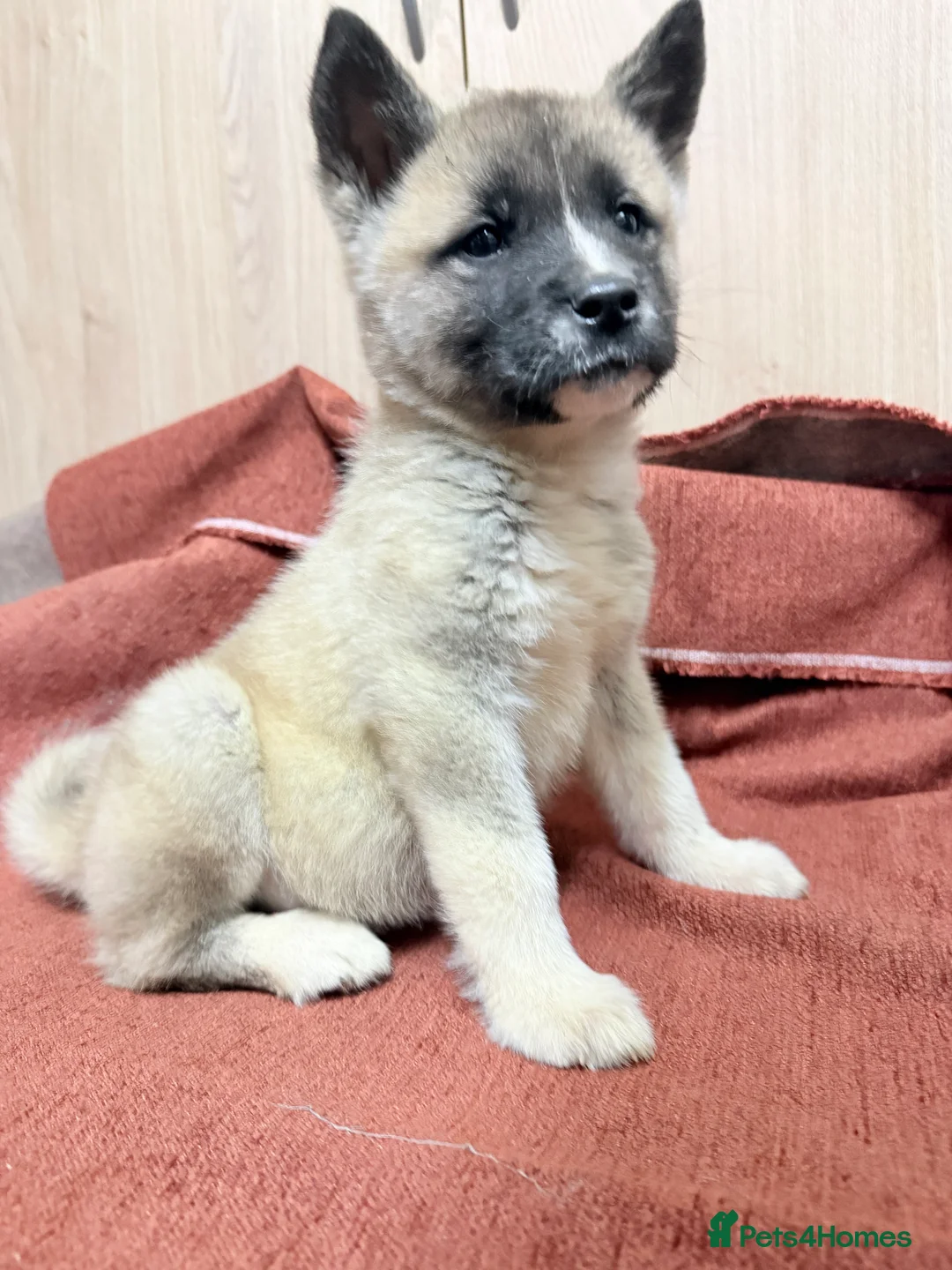 Akita dogs for sale: American Akita - Advert 21