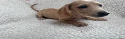 Miniature Dachshund dogs for sale: ***mini dachshund *** - Advert 15