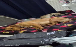 Labrador Retriever dogs for sale: Very loving, loyal fox red labrador for sale - Image 2