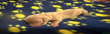 Miniature Dachshund 2