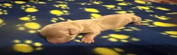 Miniature Dachshund dogs for sale: KC pure Miniature Dachshunds   - Advert 12