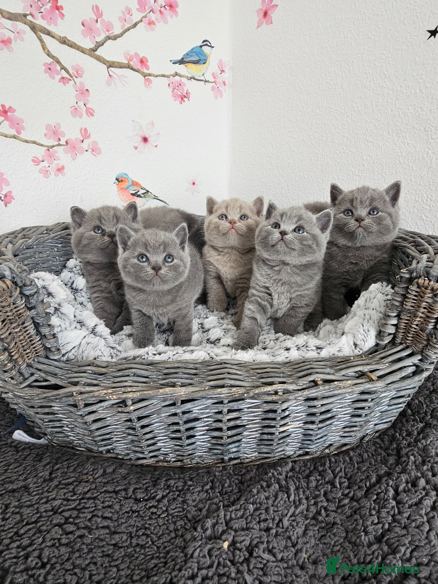 British Shorthair cats for sale: British Shorthair Kittens - Advert 1
