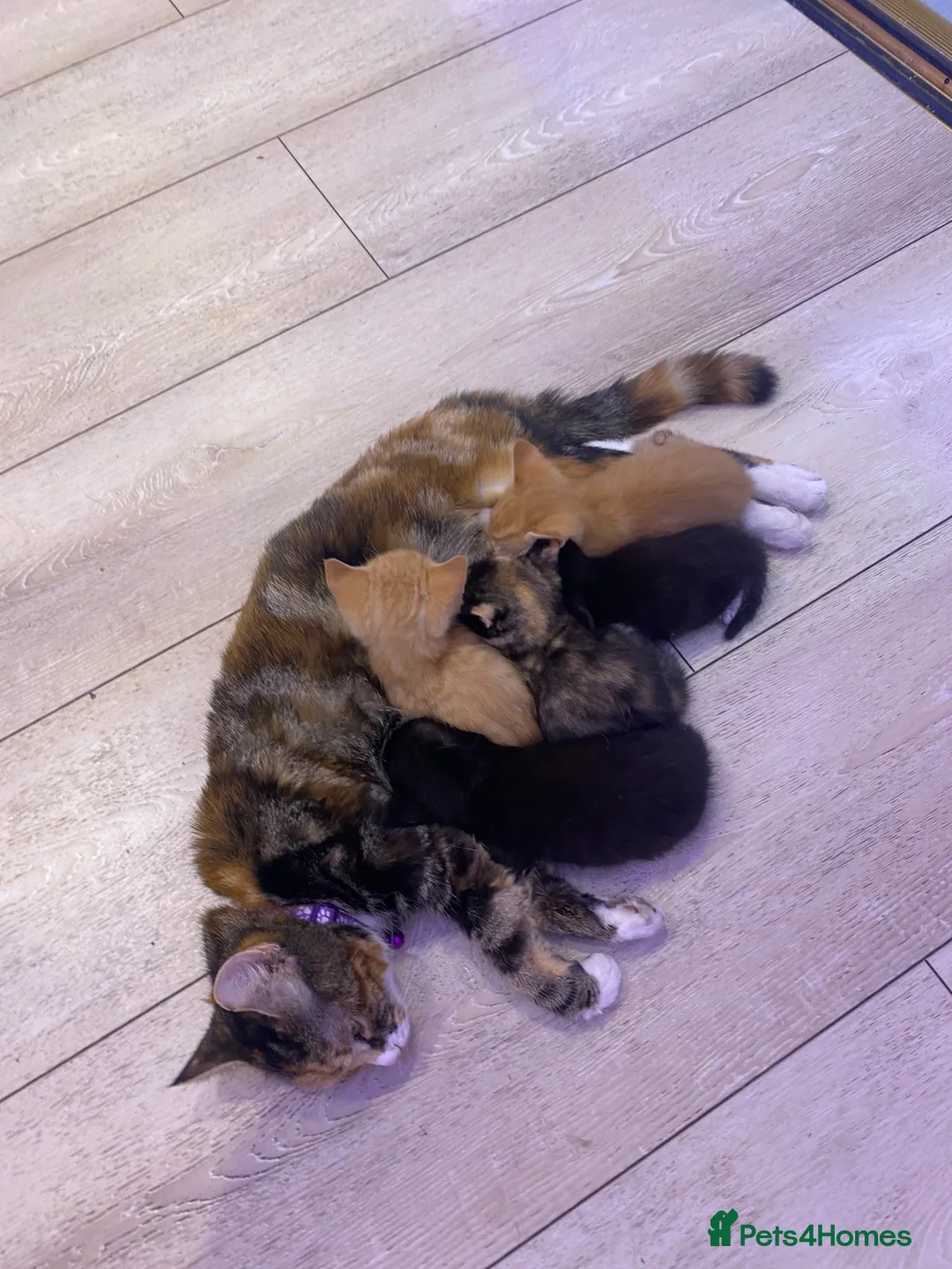 Mixed Breed cats for sale: selling 2-3 month old kitties - Advert 2