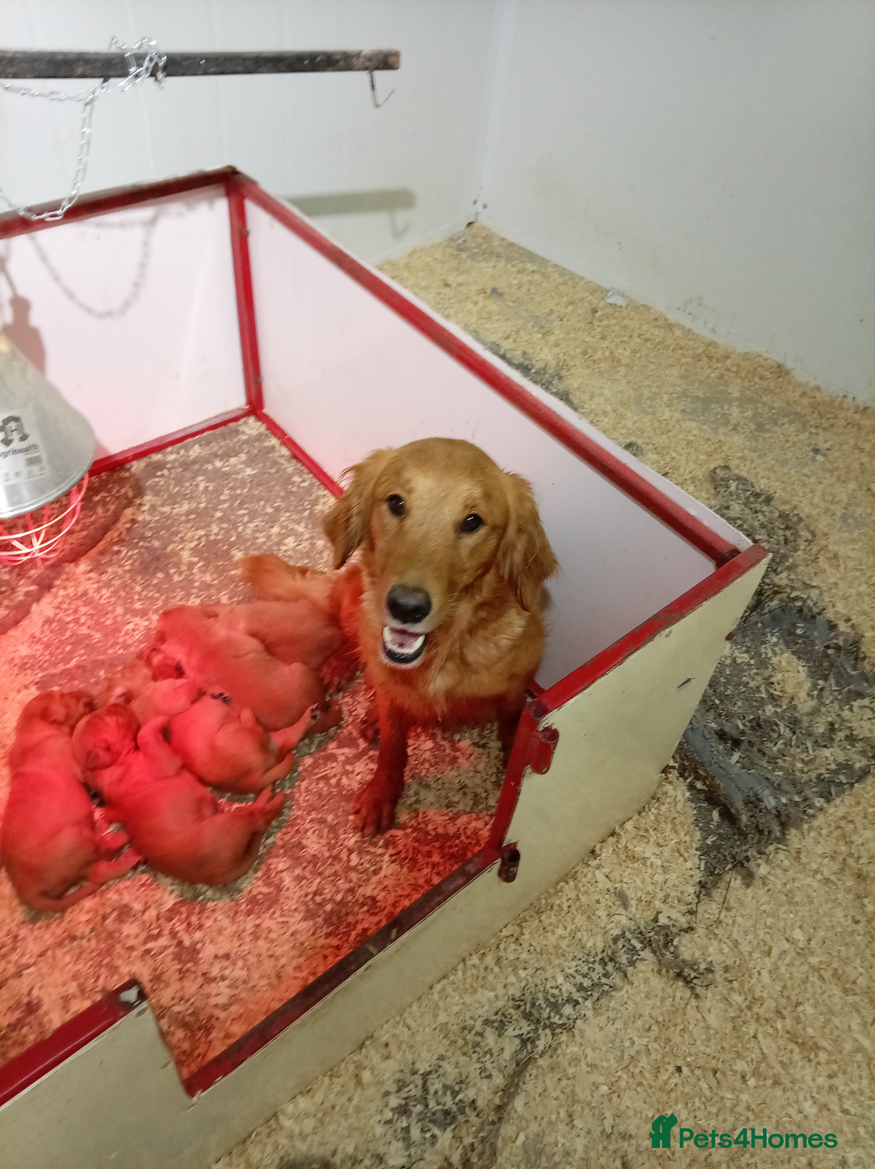 Golden Retriever dogs Kc registered golden retrievers from working lines - Advert 2