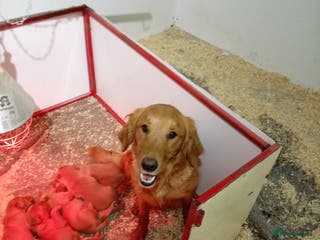 Golden Retriever dogs Kc registered golden retrievers from working lines - Advert 4