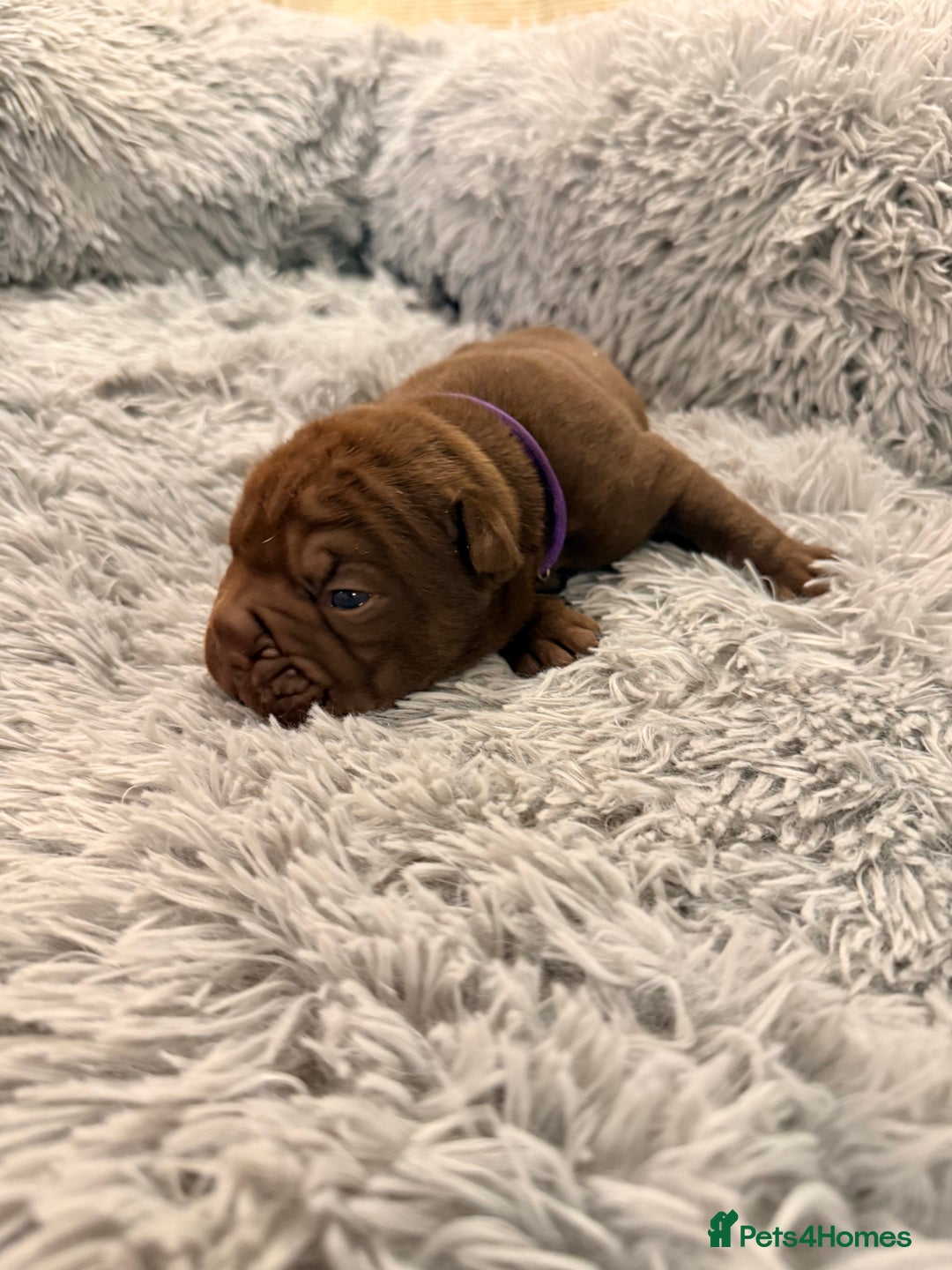 Mixed Breed dogs for sale: Gawjuss Bullpei Puppies 🐶 - Advert 34