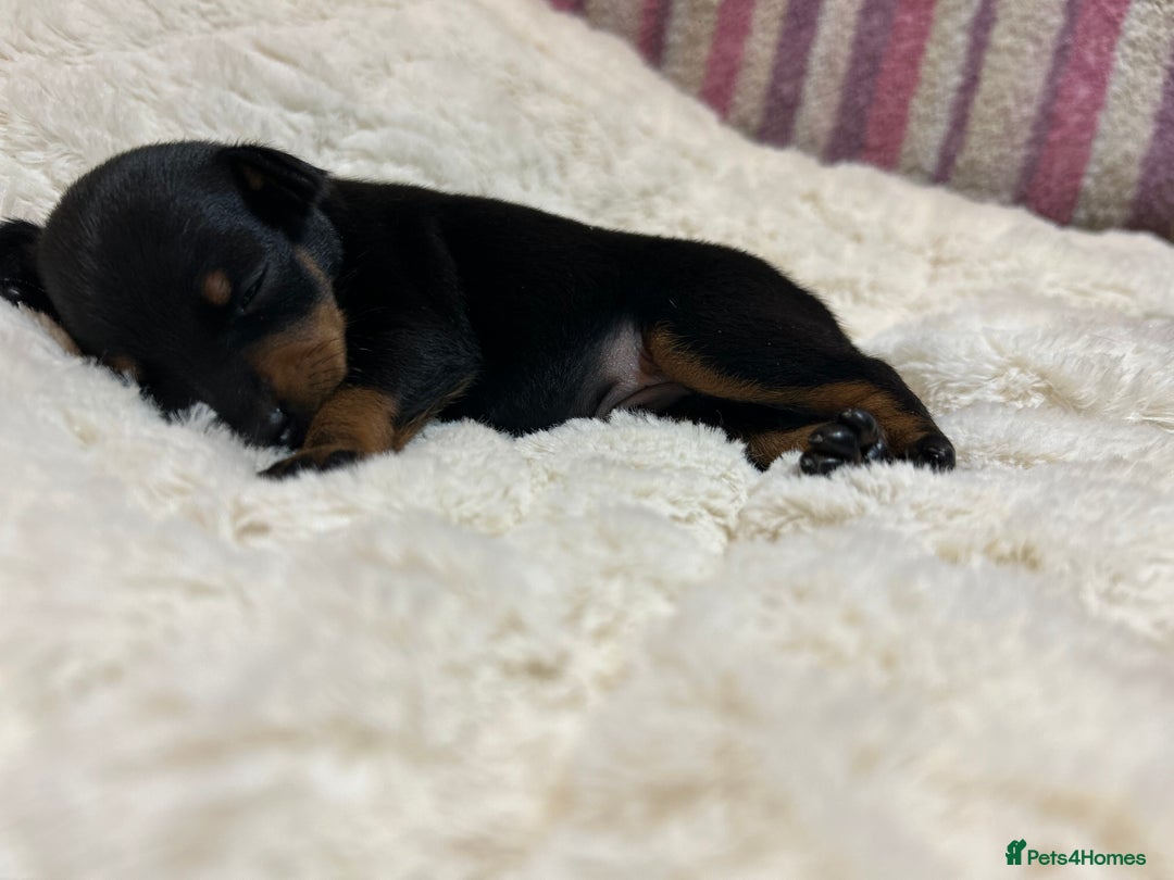 Miniature Pinscher dogs for sale: Gorgeous MinPin Puppies-Ready from 8th Dec! - Advert 17