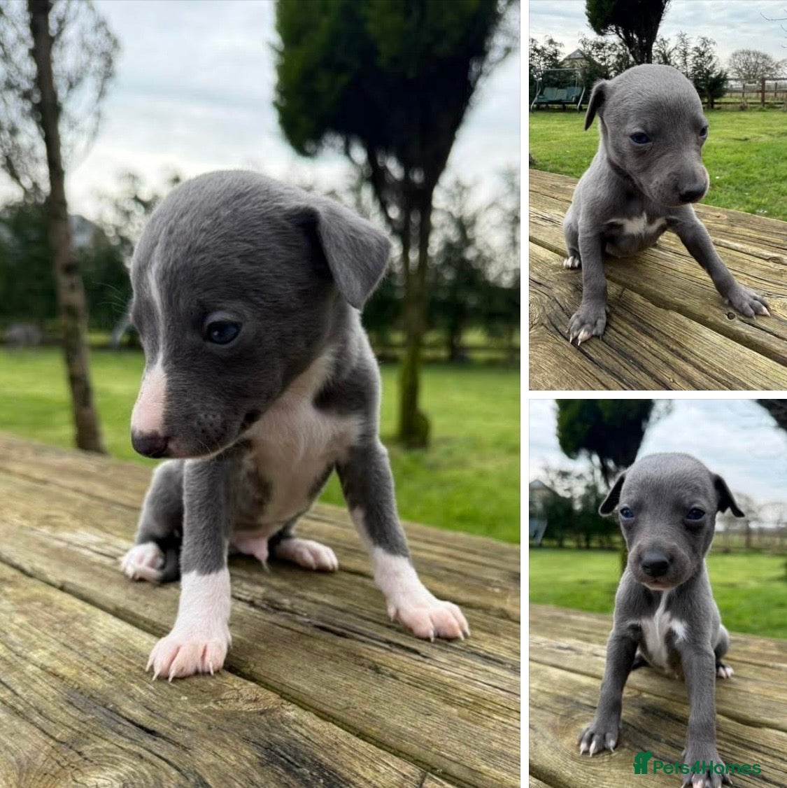 Whippet dogs Small Blue Whippets  - Advert 1