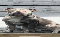 Olde English Bulldogge dogs for stud: BLUE MERLE OEB FOR STUD  in Leeds - Image 8