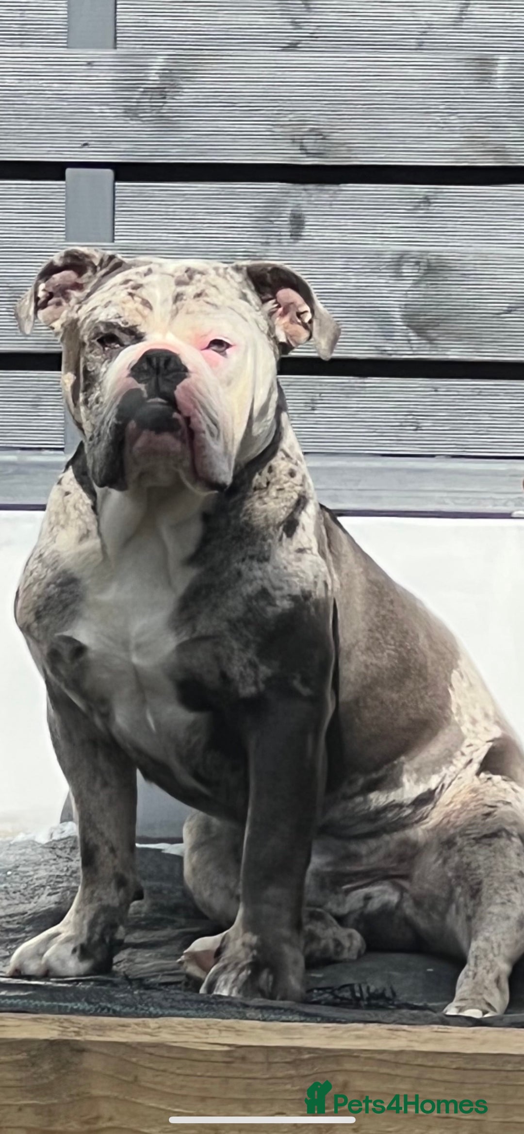 Olde English Bulldogge dogs for stud: BLUE MERLE OEB FOR STUD  in Leeds - Image 8
